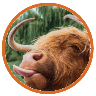 a close up of a highland cow